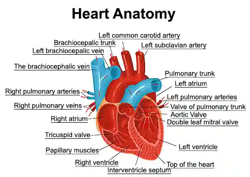 Heart Anatomy