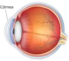 Cornea Image